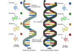 Sự Khác Nhau Giữa DNA và RNA Về Cấu Tạo Như Thế Nào?